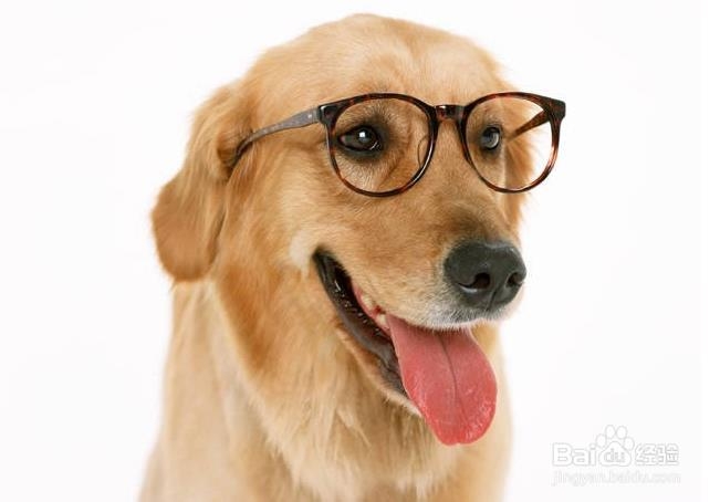 狗粮怎么喂——科学合理喂食