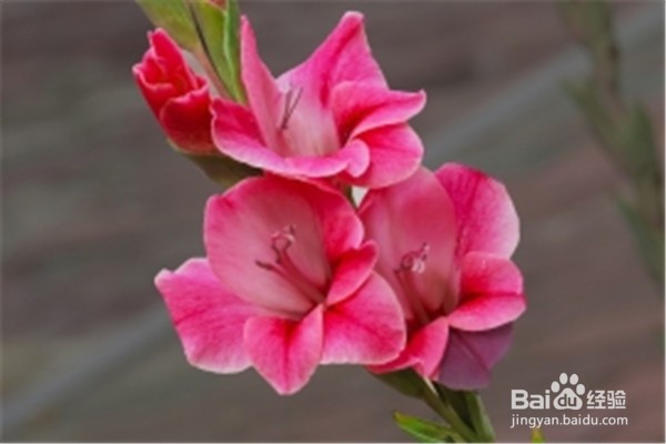 剑兰的养殖方法和注意事项都有什么?