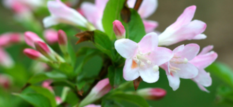 五彩锦带的养殖方法和注意事项