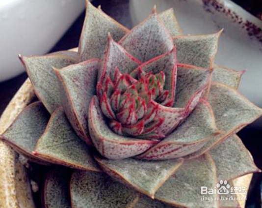 大和锦的养殖方法和注意事项