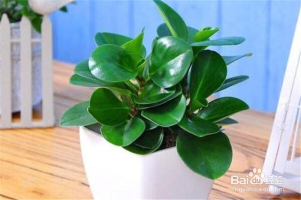 碧玉的养殖方法和注意事项有什么?