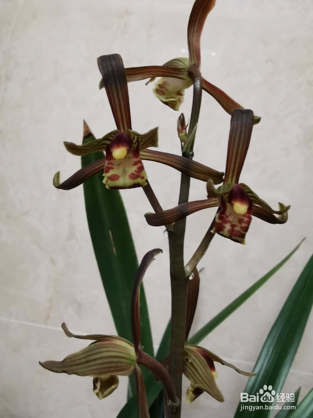 春节前种的兰花终于开花了