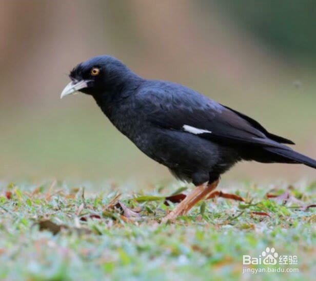 怎么挑选八哥幼鸟中极品