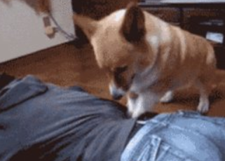 怎么训练柯基犬 最初的训练内容有哪些