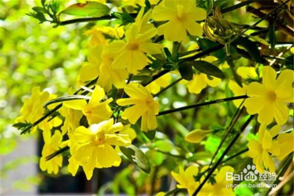 迎春花的养殖小贴士
