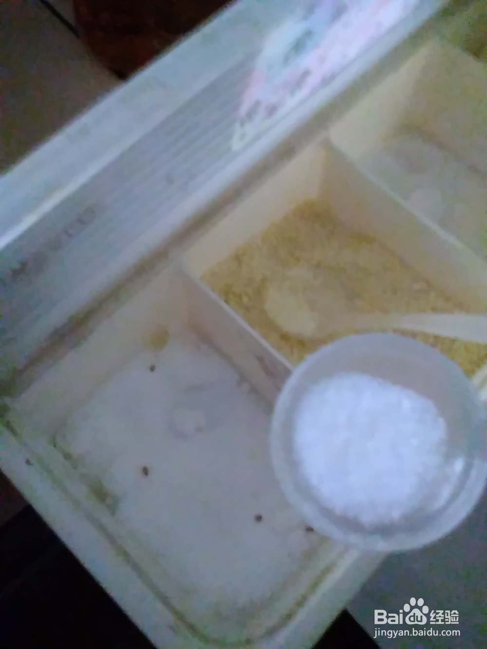 鲜肉小馄饨的做法怎样做