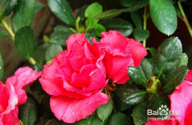 杜鹃花养殖方法