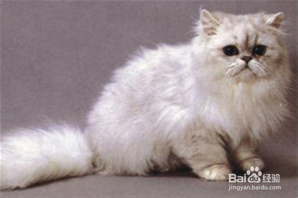 波斯猫应该怎么养