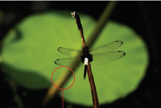 摄影构图的十大禁忌