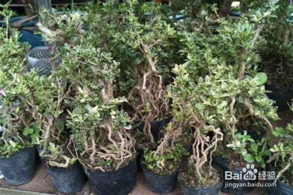 六月雪的养殖方法和注意事项有哪些？