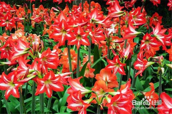 剑兰的养殖方法和注意事项都有什么？