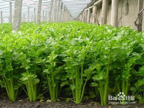 高血压的5点保健