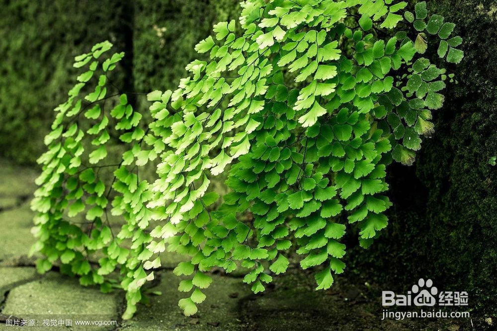 不宜放的家里面的植物