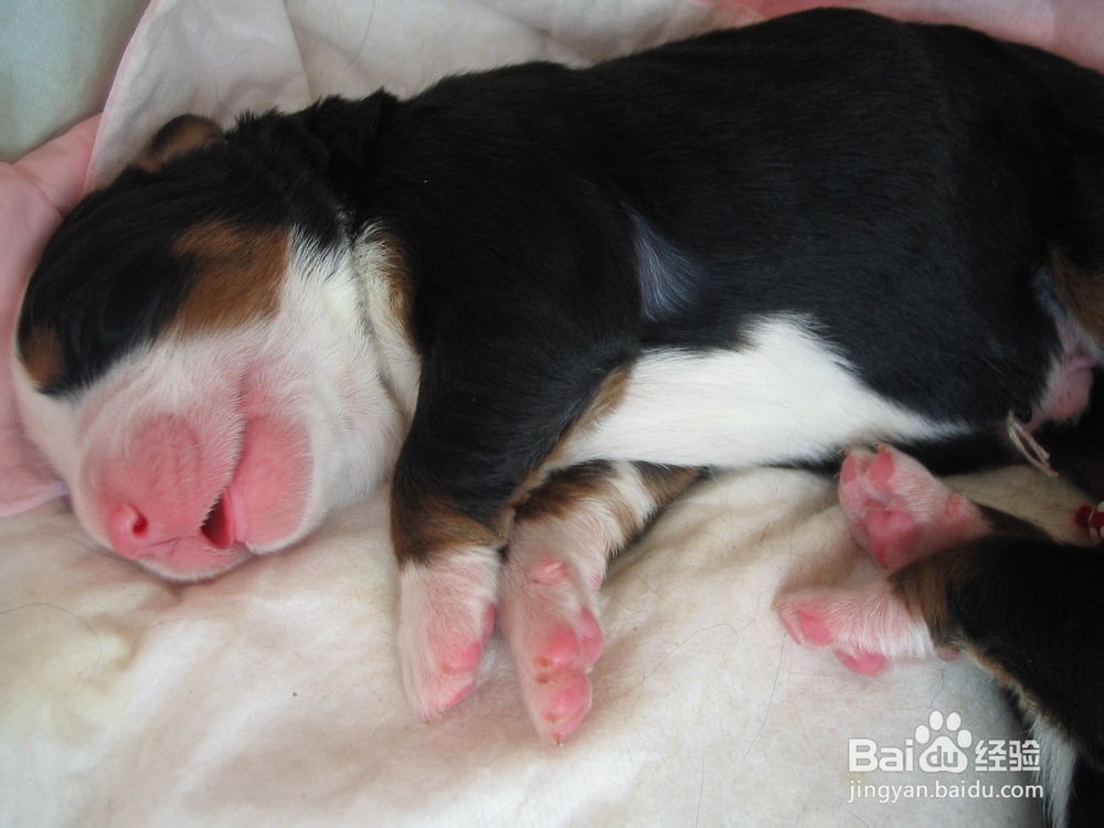 伯恩山犬的夏季养护
