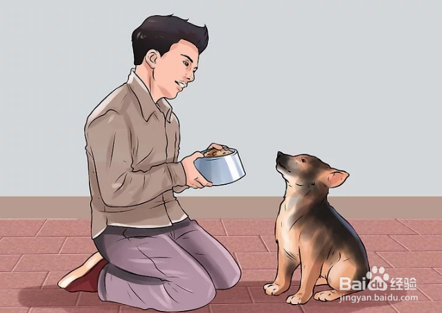 如何训练德国牧羊犬
