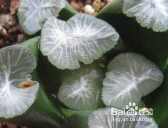 多肉植物万象怎么养