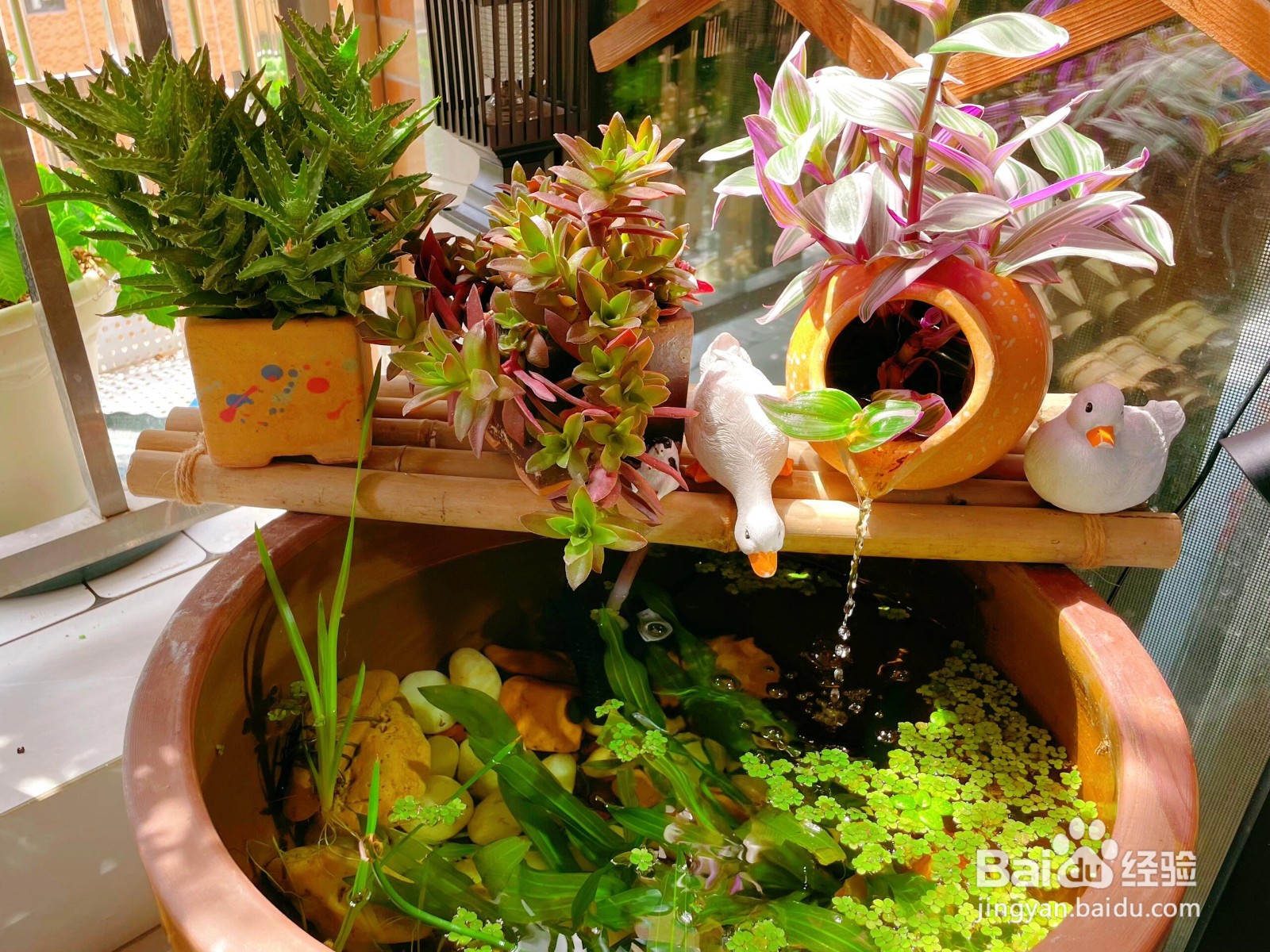 “水中养花：为生活添魔法，解锁多重惊喜好处”