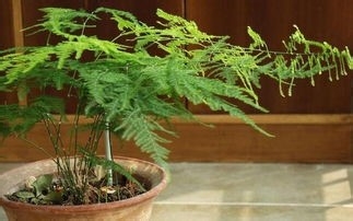 文竹长新芽如何掐尖