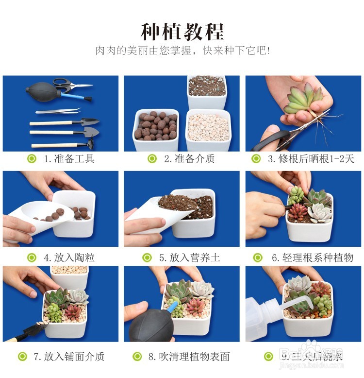 多肉种植教程