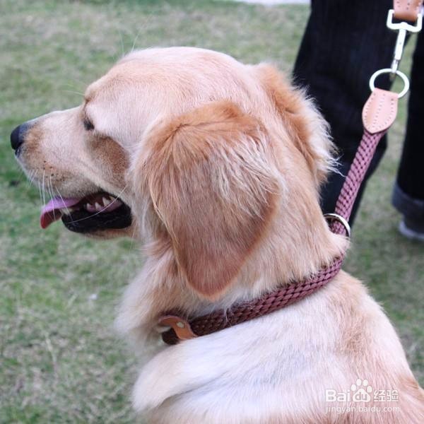 养大型宠物狗会经历哪些麻烦事？