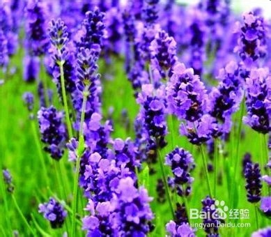 去妊娠纹最好的偏方和土方法