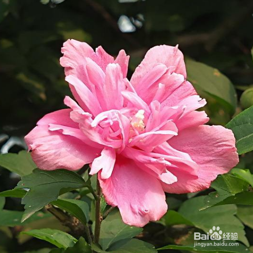 木槿花图片养殖方法