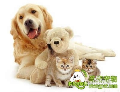 如何训练金毛叼东西