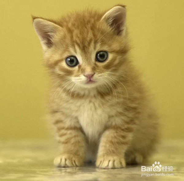 如何让猫猫变滴更听话
