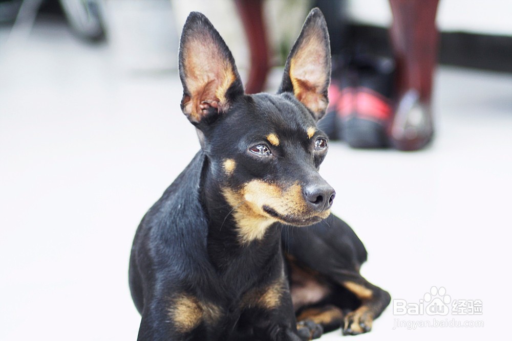 怎么判断狗狗有没有狂犬病 判断狗狗狂犬病方法