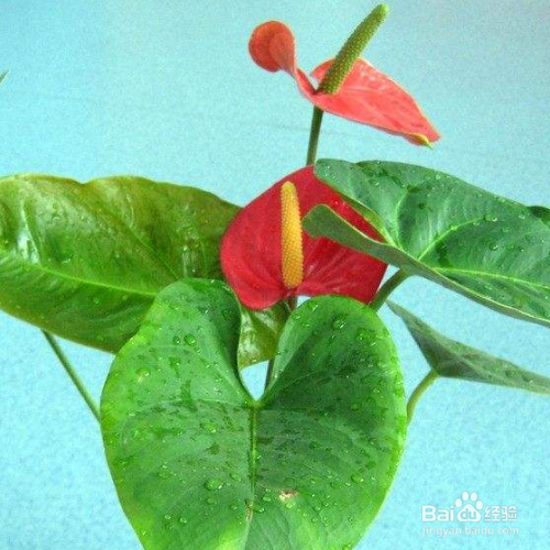 红鹅掌花怎么养护