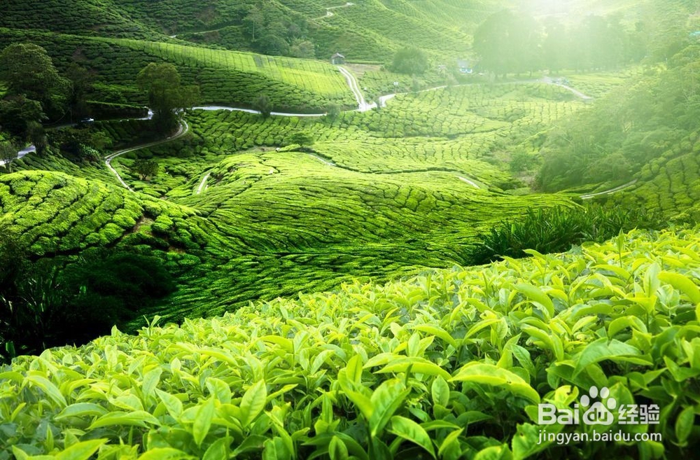 茶叶杀虫灯是怎么保障茶园绿色生产的