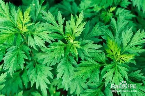 泡脚丸网购挑选攻略