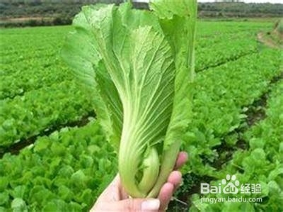 适合春季养生食用的粥：[5]