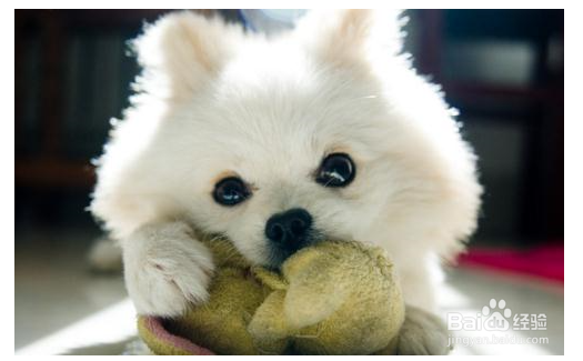 导致狗狗掉毛的原因有哪些?