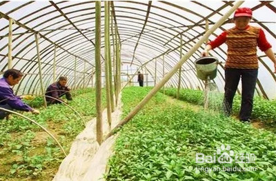 冬季施肥应该注意什么