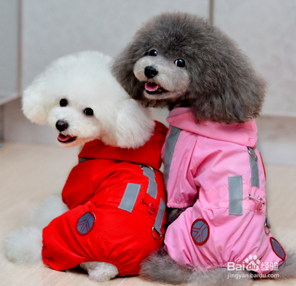 如何巧妙搭配狗狗服饰