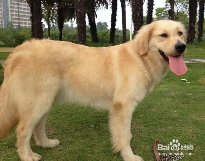 成年金毛的正确饲养方法