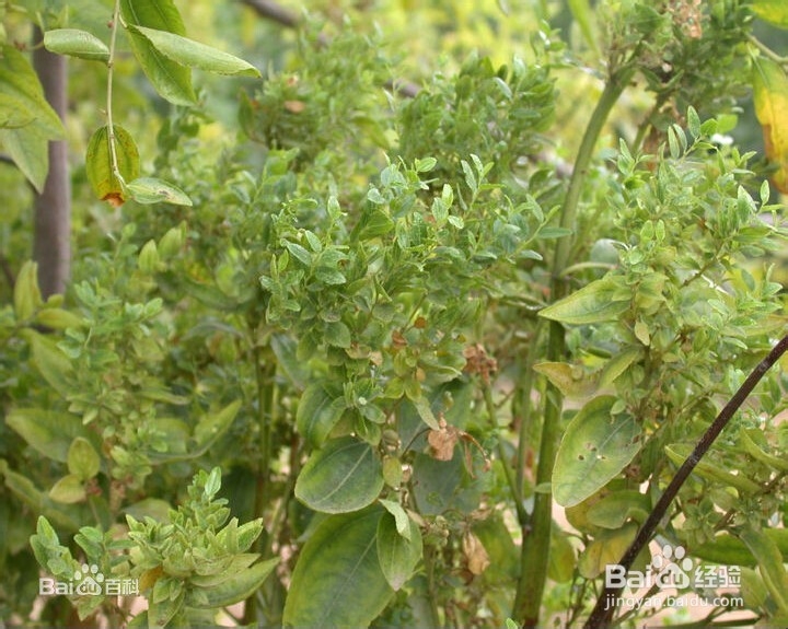 有效防治枣疯病