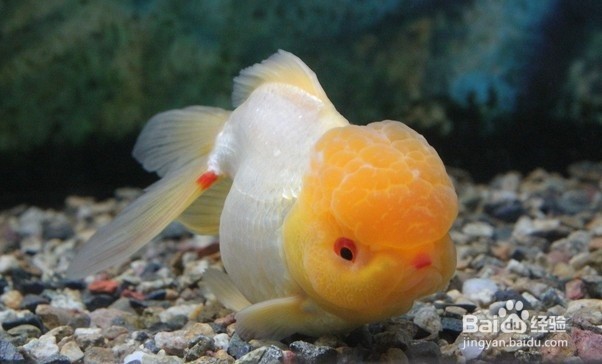 如何养好小金鱼