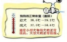 怎样给狗狗量体温
