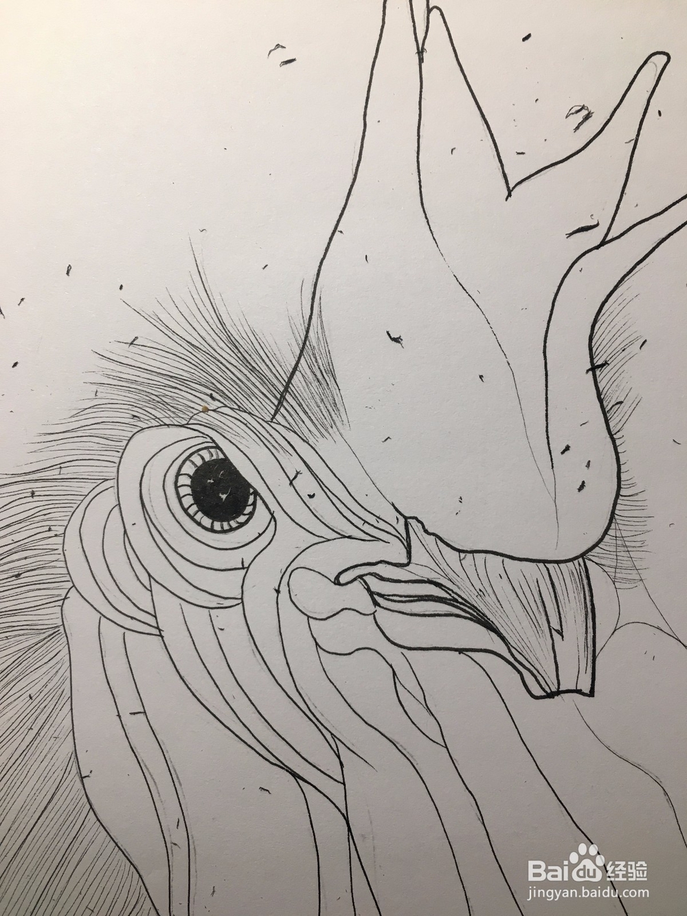 画公鸡头 鸡冠头简笔画 鸡头线描画