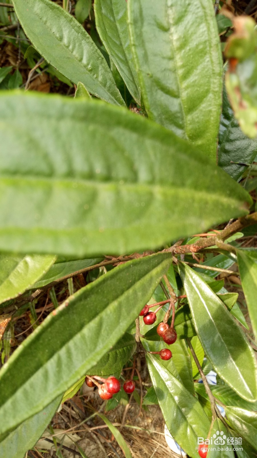 周末徒登芙蓉山