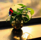 绿萝放置时应注意点什么？