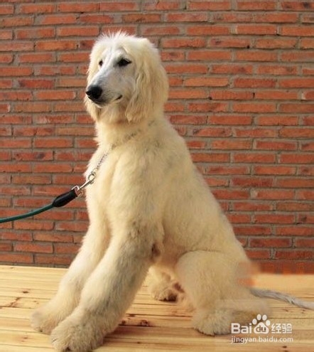 阿富汗猎犬拉肚子怎么办