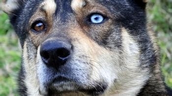 贵宾犬的选购饲养及训练方法