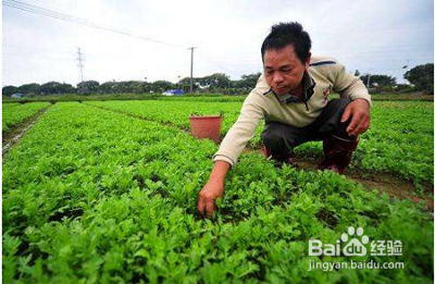 茼蒿的种植方法和时间