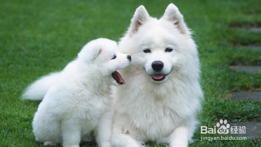 宠物美容师培训学校哪家好