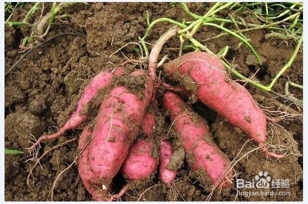 促进头发生长的食物