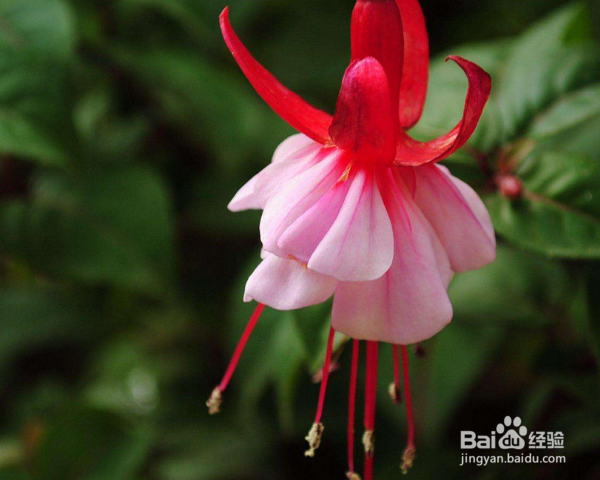 倒挂金钟的养殖方法和注意事项