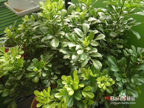 米兰花怎么剪枝